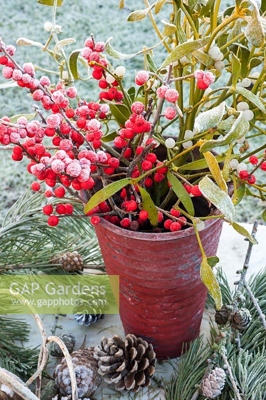 Frosty Ilex verticillata and mistletoe in red pot