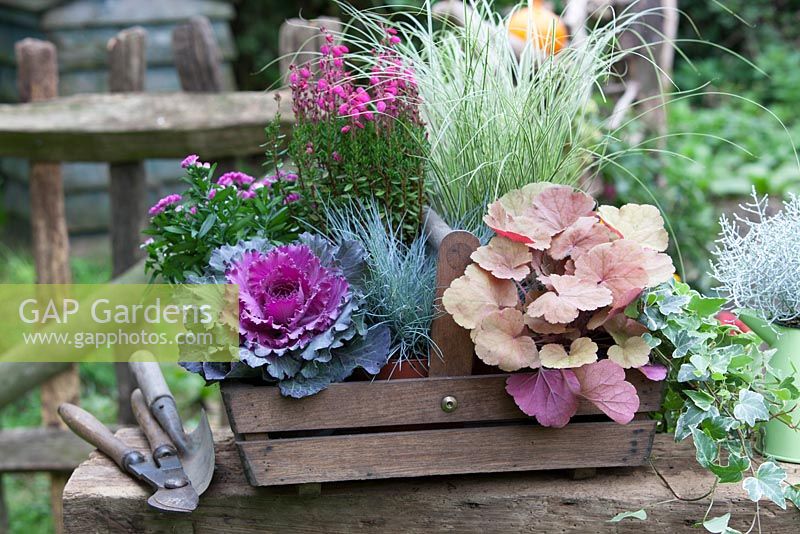 Autumn assemblage with ornamental cabbage, Festuca, Hedera, oak trug, tools and Carex