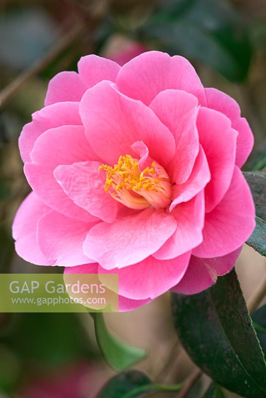 Camellia 'Inspiration', reticulata x saluenensis.  Shrub, March. Close up portrait of pink flower.