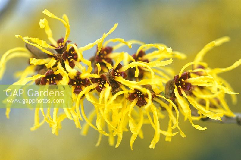 Hamamelis x intermedia Pallida, Winterbloom, Witch Hazel. Shrub, January. Close up of scented bright yellow spidery flowers.