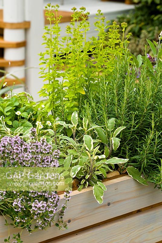 Herbs planted in wooden planter with decorative corks. 