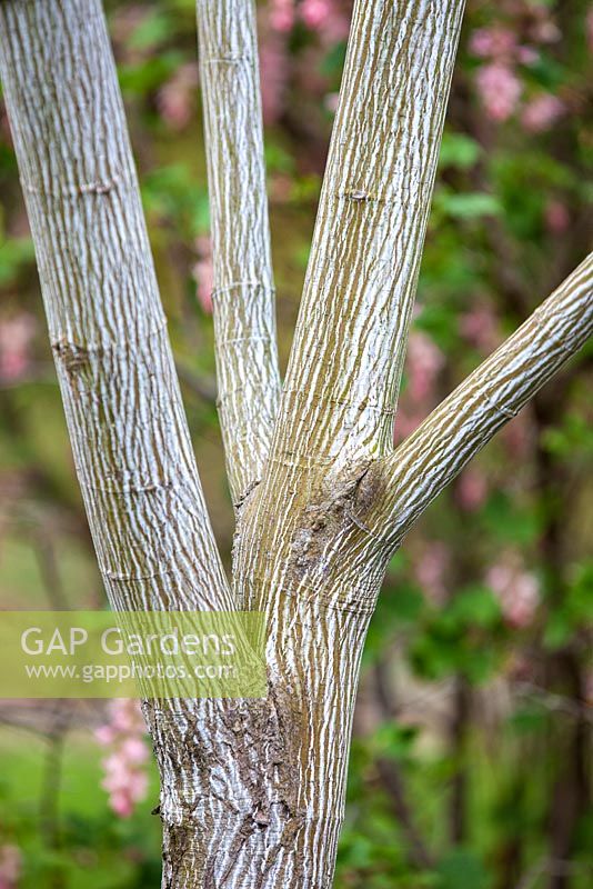 Acer capillipes 'Candy Stripe', Snakebark Maple. Tree. April.