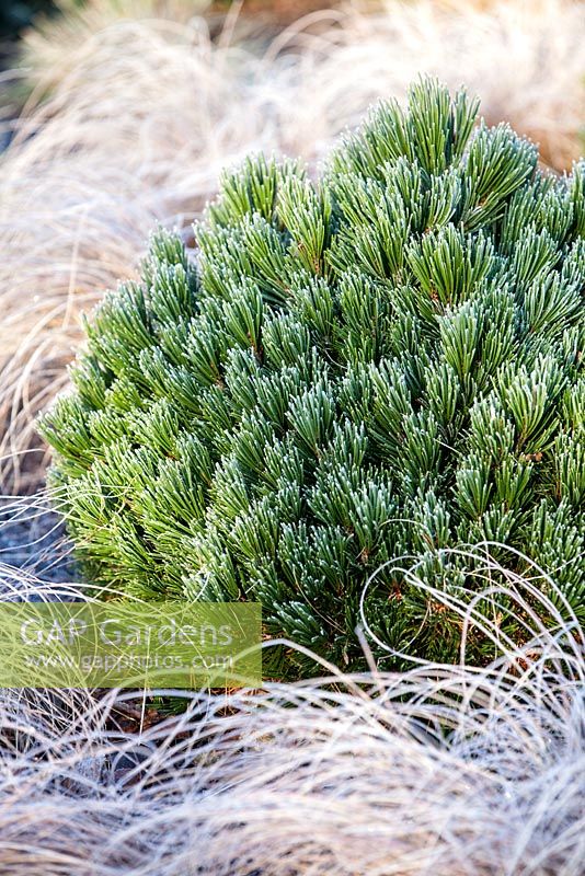 Pinus heldreichii 'Smidtii' with Carex dipsacea. January.