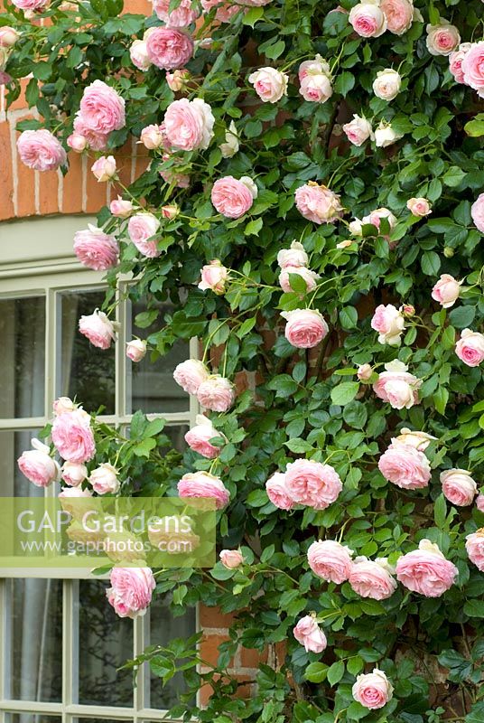 Rosa Eden Rose '88 Meiviolin' - syn. Rosa 'Pierre de Ronsard', Climbing Hybrid Tea or Large Flowered Rose. Climber, shrub, June, summer.