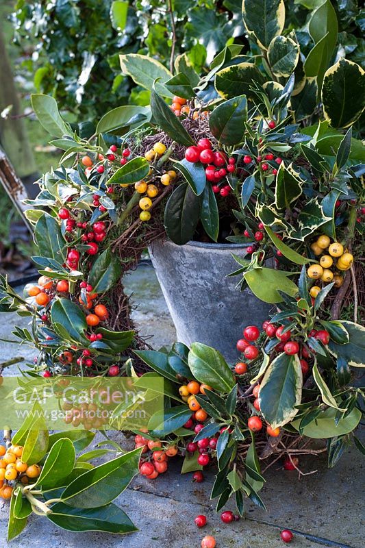 Ilex - Holly wreath with different coloured berries