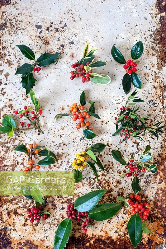 Selection of different ilex berries on rusty background.