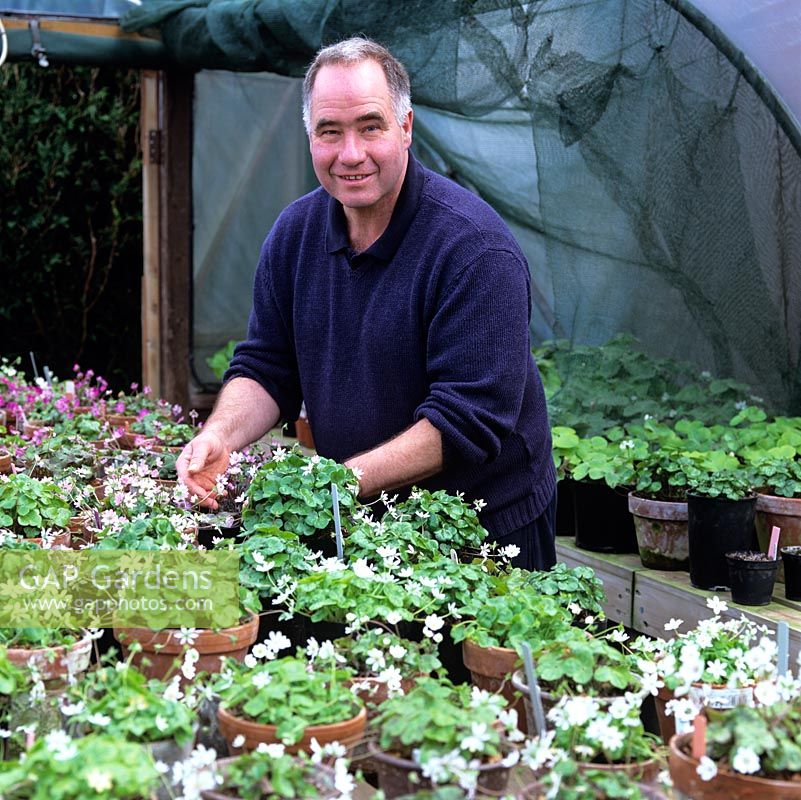 John Massey tends his collection of hepaticas, spring flowering perennials 
