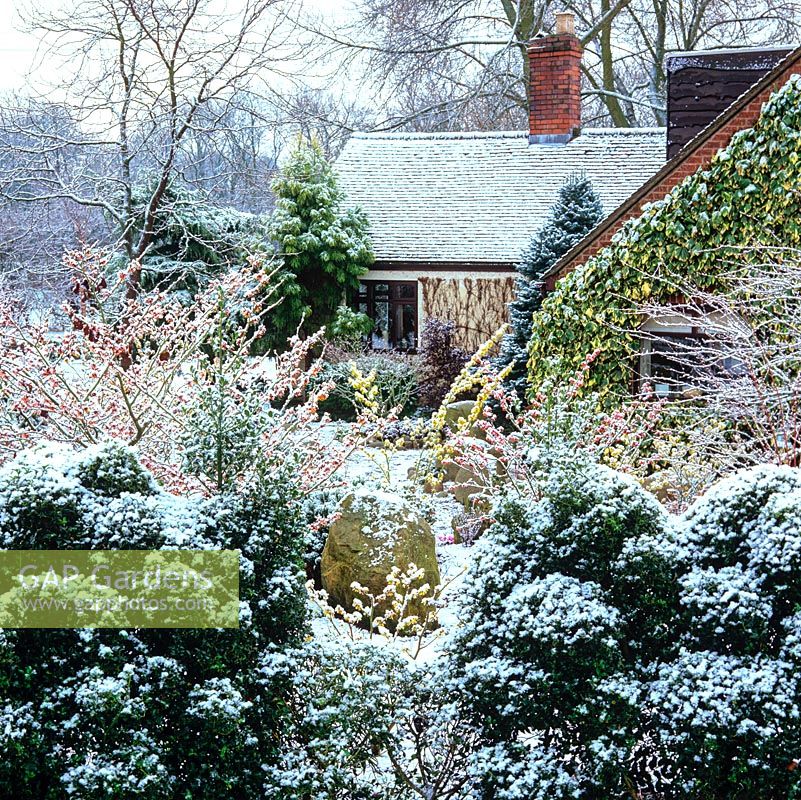 Small front garden of witch hazels, acers, hellebores, cyclamen, iris, conifer and snowdrop is transformed by an overnight snow fall.