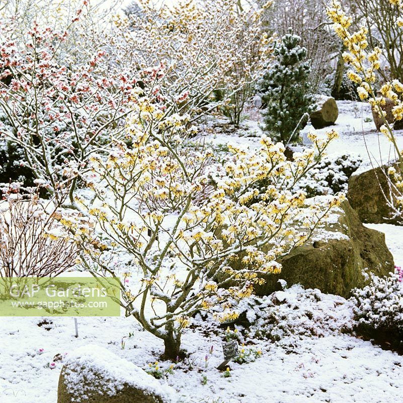 Snowy front garden with Hamamelis x intermedia Pallida, a golden witch hazel, in foreground, a few crocus at its base.
