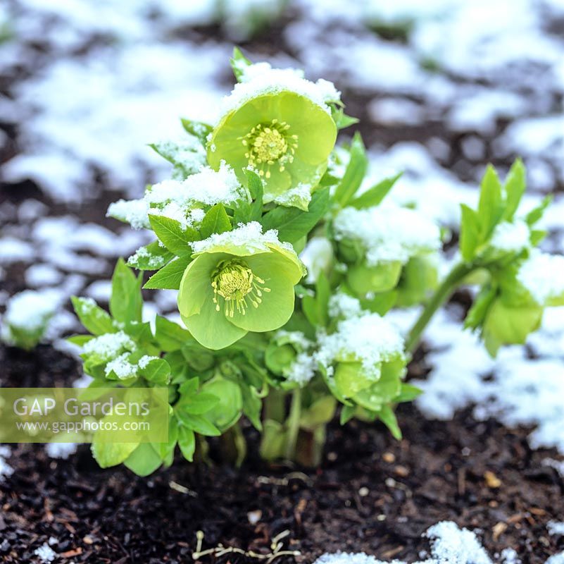 Helleborus x hybridus Ashwood Garden hybrids, a lovely green flowered variety, appears in spite of snow.