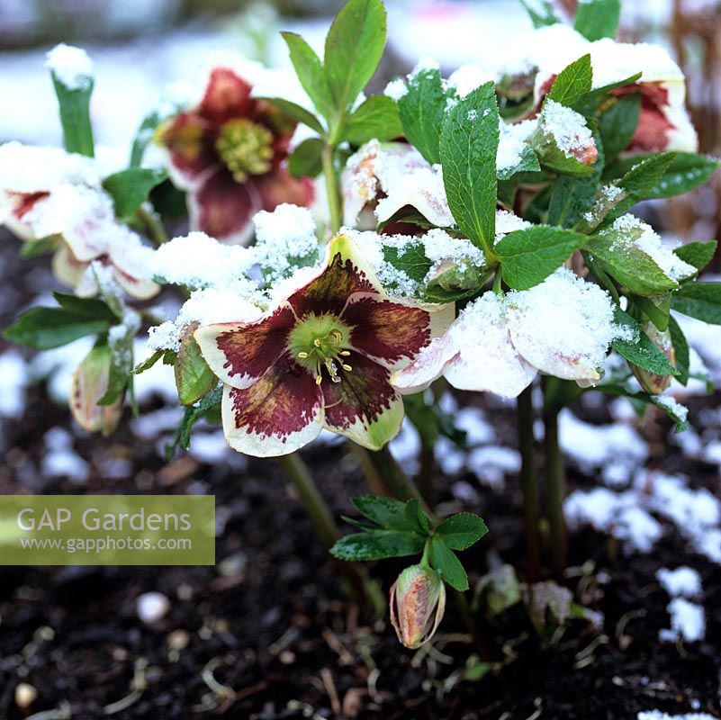 Helleborus x hybridus Ashwood Garden hybrids, a green and maroon spotted variety, flowers in winter in spite of snow.