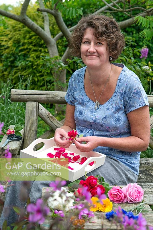 Making potpourri. Ruth Ridley removing rose petals ready for drying