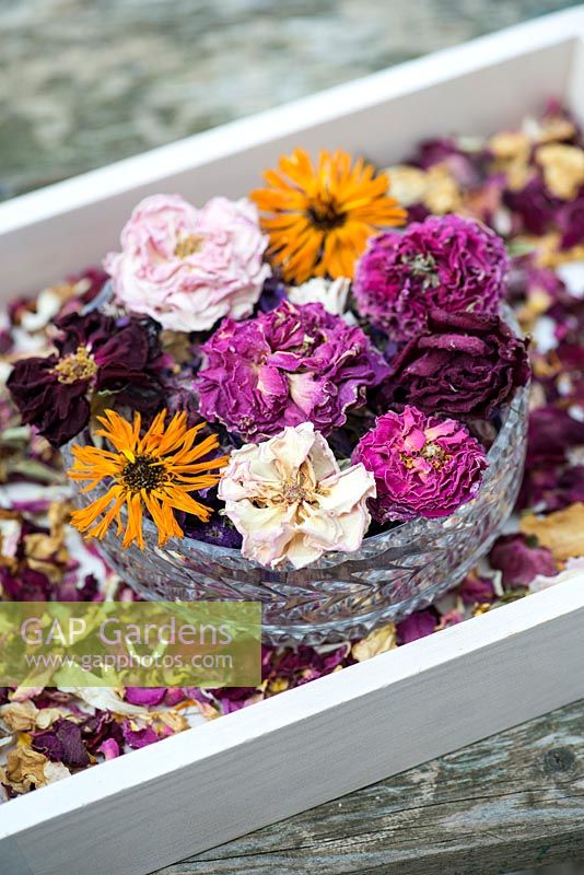 Making potpourri step by step. Home made potpourri made from flowers cut from the garden.
