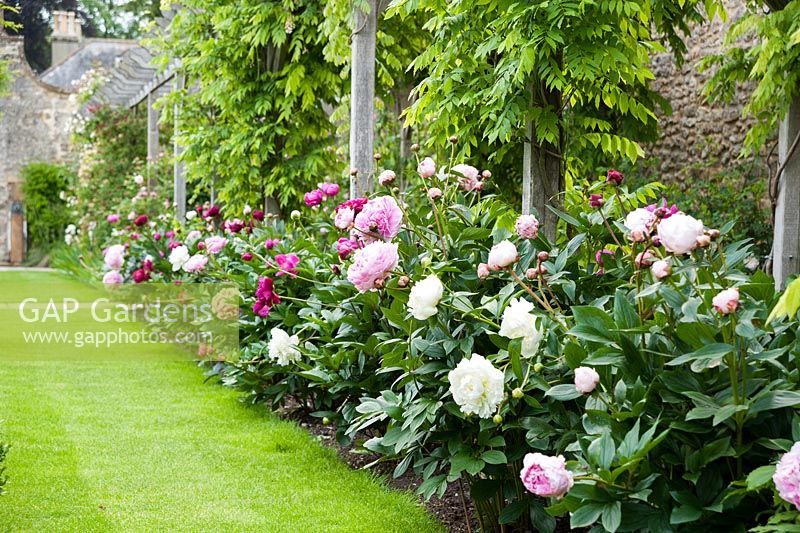 Peony border beside the pergola in the walled garden designed by Lesley Cooper includes 'Duchesse de Nemours', 'Sarah Bernhardt', 'Dancing Butterflies' and 'Kansas'. Beaminster Manor, Beaminster, Dorset, UK