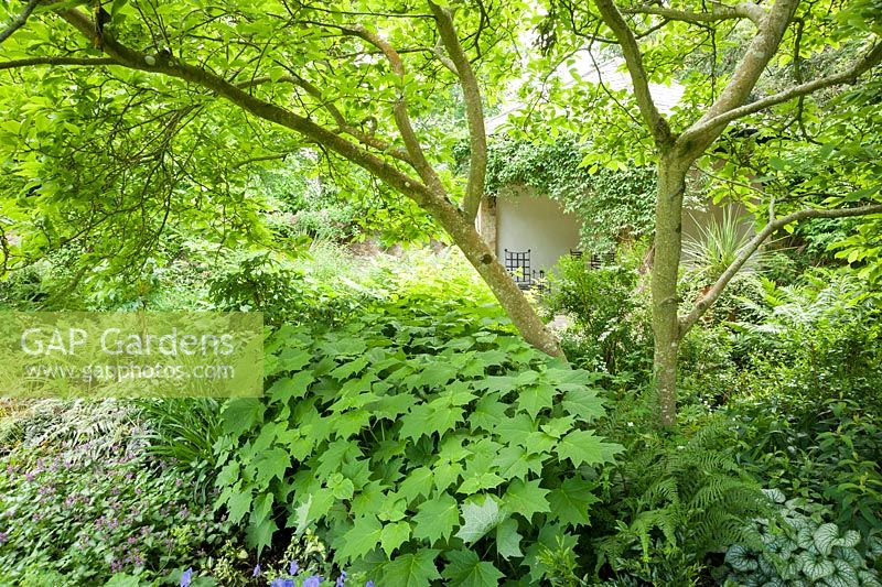 Kirengeshoma palmata, lamiums and ferns below a tree beside the summerhouse. Beaminster Manor, Beaminster, Dorset, UK