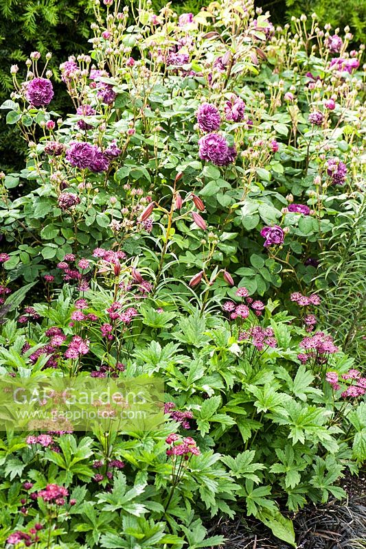 Colour themed planting with Rosa 'Cardinal de Richelieu', Astrantia major 'Claret' and lilies. Beaminster Manor, Beaminster, Dorset, UK