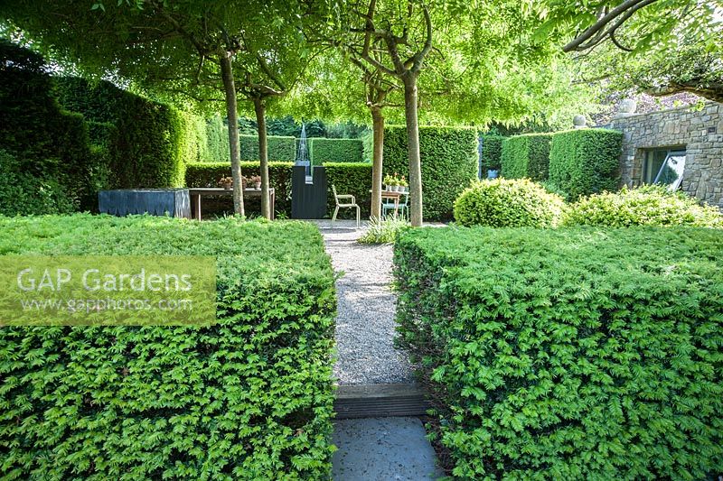A view across clipped yew hedges into a gravelled courtyard area besdie the studio where four weeping ash, Fraxinus excelsior 'Pendula', are trained to create a canopy over a seating area surrounded by yew hedging.