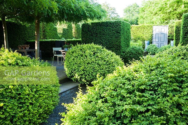 Large loose box shrubs beside a courtyard where four trained weeping ash, Fraxinus excelsior 'Pendula', provide a canopy of shade over seating areas