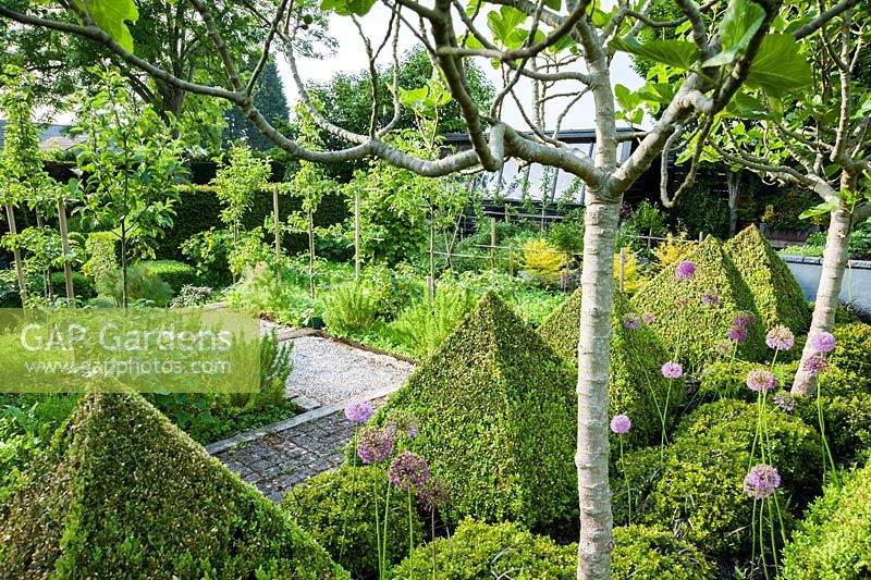 The kitchen garden is dominated by four standard fig trees surrounded by clipped box pyramids interspersed with Buxus microphylla var. japonica 'Morris Midget', purple alliums and black leaved Ophiopogon planiscapus 'Nigrescens' . 