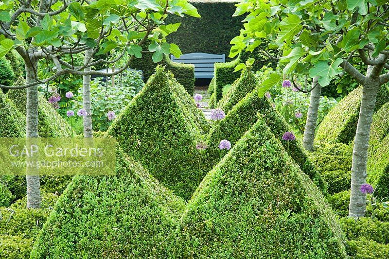 The kitchen garden is dominated by four standard fig trees surrounded by clipped box pyramids interspersed with Buxus microphylla var. japonica 'Morris Midget' and purple alliums. 
