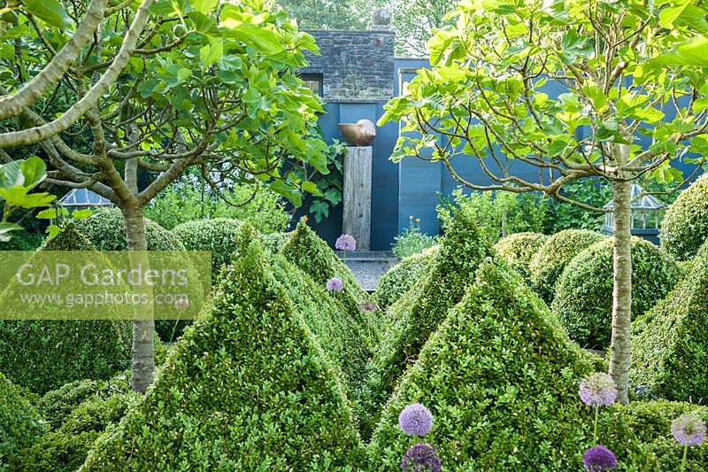 The kitchen garden is dominated by four standard fig trees surrounded by clipped box pyramids interspersed with Buxus microphylla var. japonica 'Morris Midget' and purple alliums. 