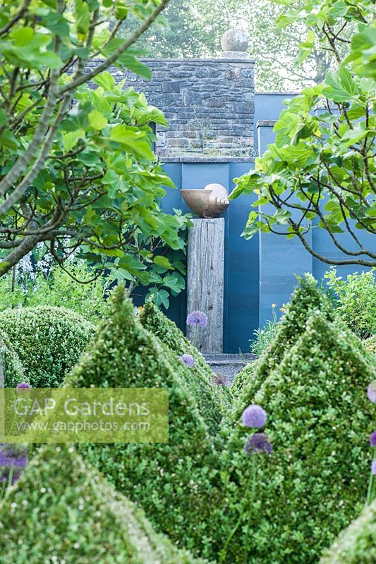 Shell sculpture in the kitchen garden which is dominated by four standard fig trees surrounded by clipped box pyramids interspersed with Buxus microphylla var. japonica 'Morris Midget' and purple alliums. 