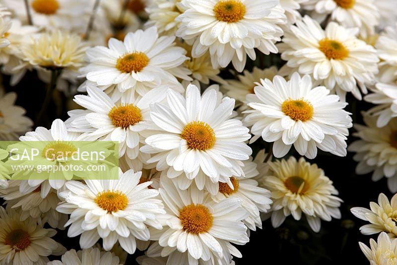 Chrysanthemum 'White Enbee Wedding' - September