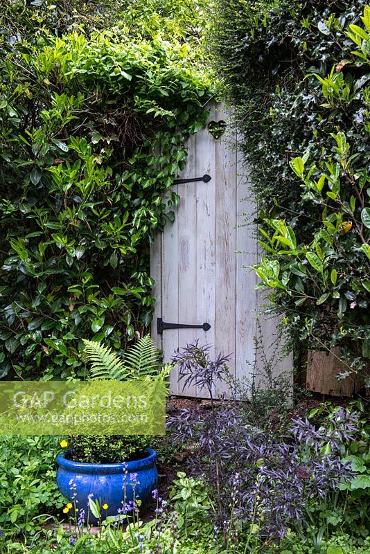 A wooden garden door with heart shaped peep hole. Buxus sempervirens is planted in the blue container with black Sambucus nigra.