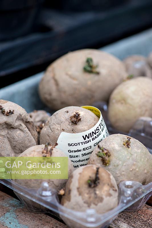 Potato 'Winston' is an early potato which quickly produces delicious potatoes of a huge, good baking size.