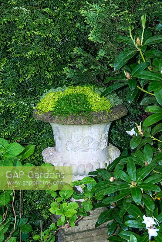 A stone urn planted with Soleirolia soleirolii - Mind your own business.