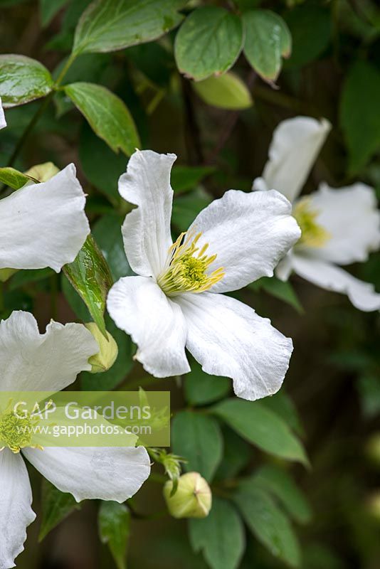 Clematis montana 'Alba', white flowered clematis that, in late spring, is covered in masses of white flowers. Vigorous.