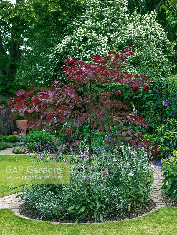 Cercis canadensis 'Forest Pansy' provides the focal point in a circular island bed.