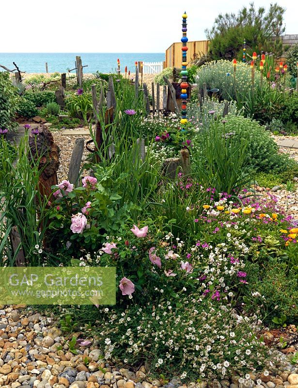 An exposed seaside garden laid to shingle. Planting include Erigeron glaucus, rugosa roses and driftwood sculptures