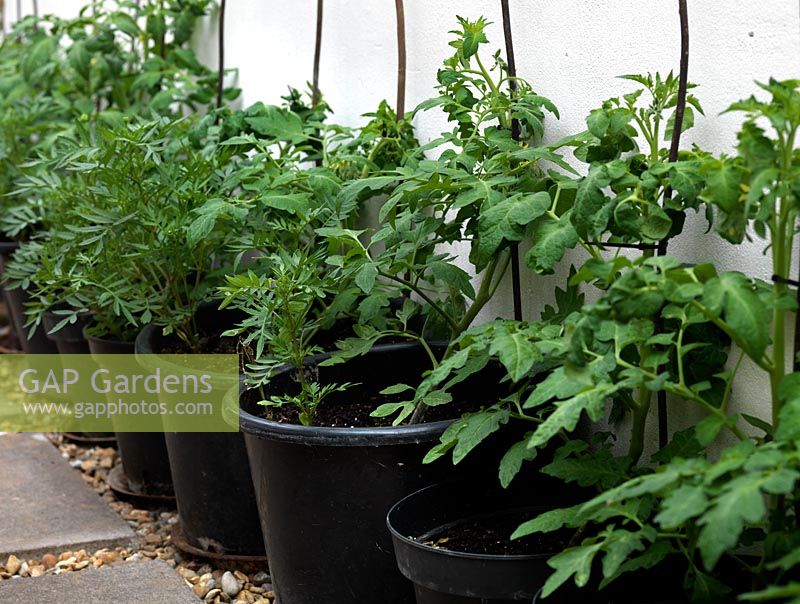 Row of pots of young tomato plants and marigolds to deter pests