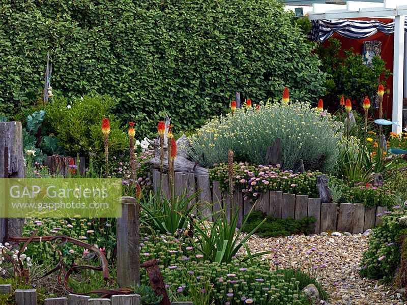 Raised beds of driftwood planted with Helichrysum italicum, Erigeron glaucus and Kniphofia Atlanta, protected by an evergreen hedge of Elaeagnus ebbingei.