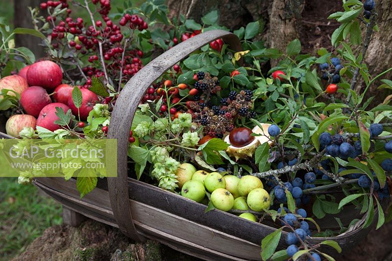 Autumn collection of harvested fruits and foliage.