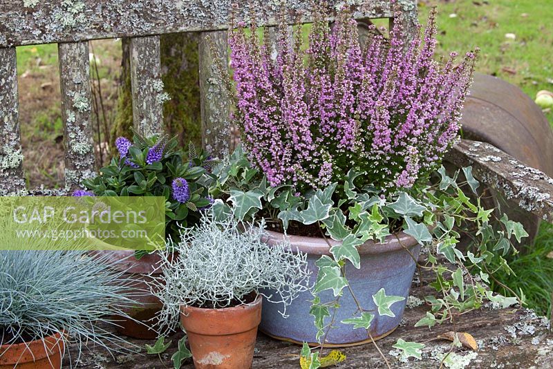 Erica gracilis in blue glazed pot with other Autumn plants in pots including Calocephalus brownii and blue fescue