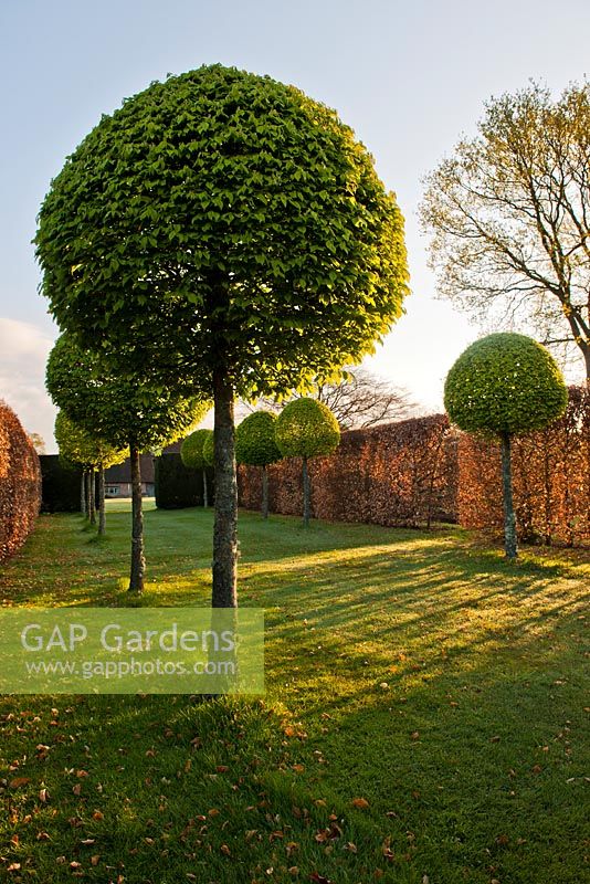 Carpinus betulus - Hornbeam lollipop topiary walk, beech hedges and lawn. 