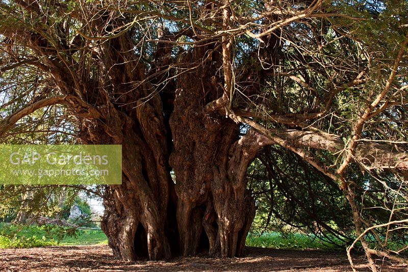 Taxus baccata  - Ancient Yew tree at Magna Carta Lane Wraysbury, Buckinghamshire UK