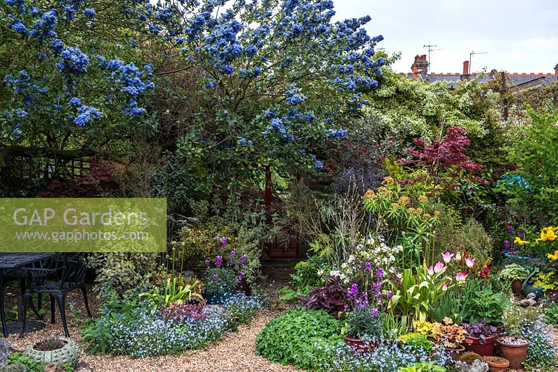 Ceanothus arboreus 'Trewithen Blue' towers over mixed borders of Forget-me-nots, Erysimum, geranium, tulips and mirrored wall for trompe l'oeil effect.
