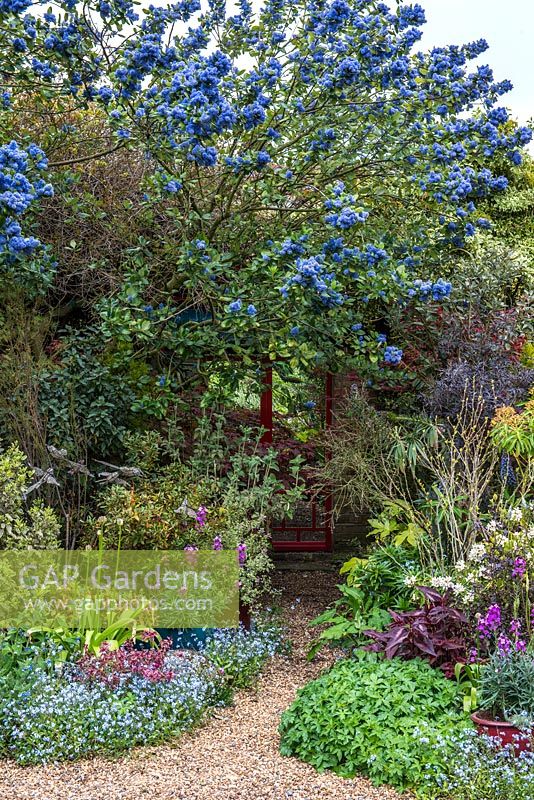 Gravel path under Ceanothus arboreus 'Trewithen Blue' over mixed spring borders to mirrored wall for trompe l'oeil effect.
 