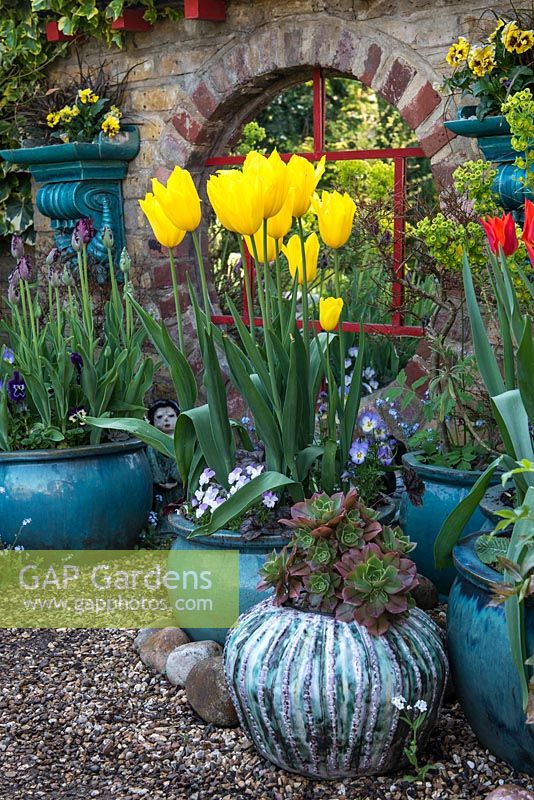 In front of mirror in wall, pots of yellow Tulipa 'West Point' with succulents and pansies.