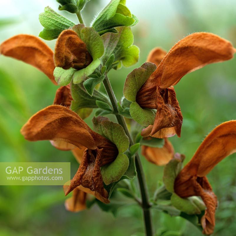 Salvia africana-lutea - Sandsalie