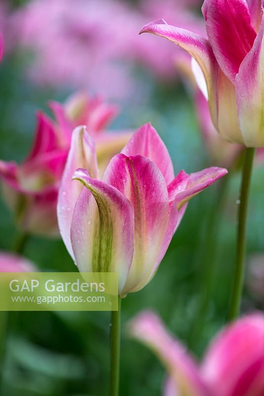 Tulipa 'Florosa', a pink, cream and green tulip.