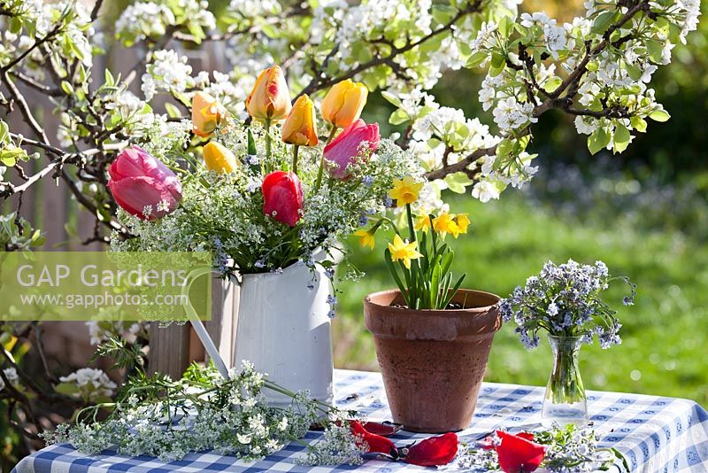 Floral arrangements with tulips, cow parsley and forget-me-nots. Pot of daffodils. Flowering pear tree Pyrus communis 'Williams'.