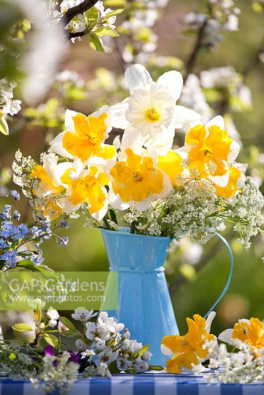 Floral arrangements with daffodils, cow parsley, honesty and forget-me-nots. Flowering pear tree Pyrus communis 'Williams'.