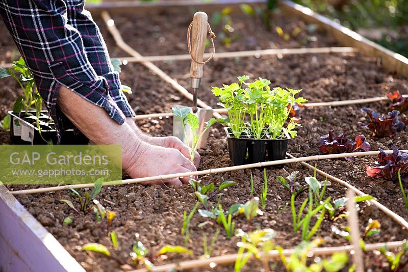 Man planting out young broccoli into areas marked with canes.
