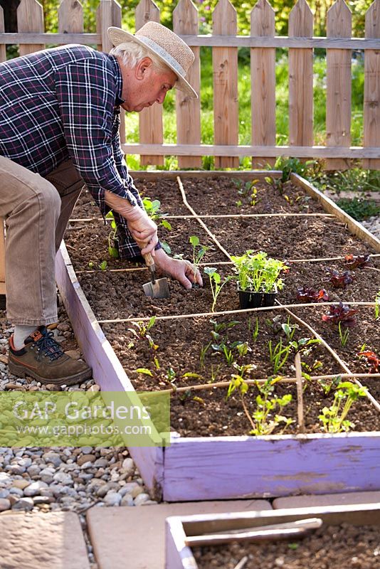Man planting out young broccoli into timber edged raised bed, areas marked with canes.