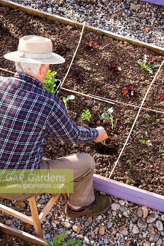 Aerial view of man planting out young celery plants into raised bed divided into squares with canes.
