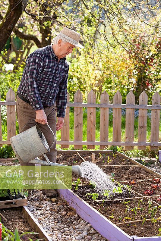 Man watering in recently planted vegetable seedlings.